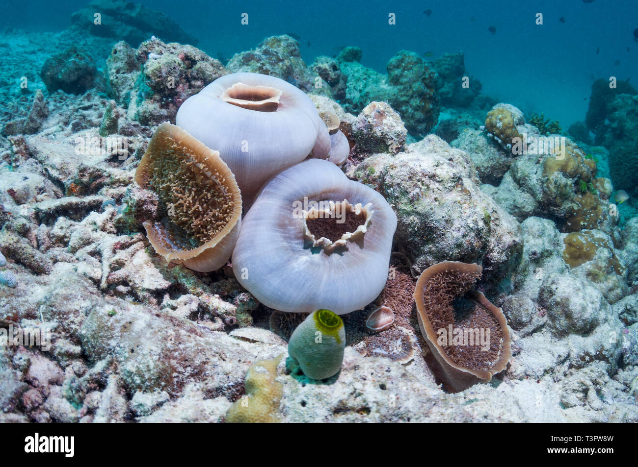 [Amplexidiscus fenestrafer anémone disque]. C'est la plus grande espèce d'corallimorpharian enregistré. Corallimorphs ou anémones disque sont similaires à s Banque D'Images