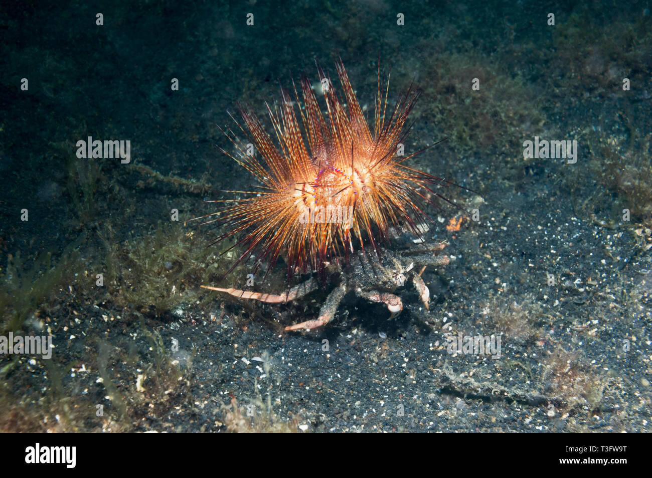 Crabe, crabe Dorippid transporteur (Dorippe castellu). Un petit crabe oursin ou zèbre [Zebrida adamsii], situé sur l'oursin de feu. Banque D'Images