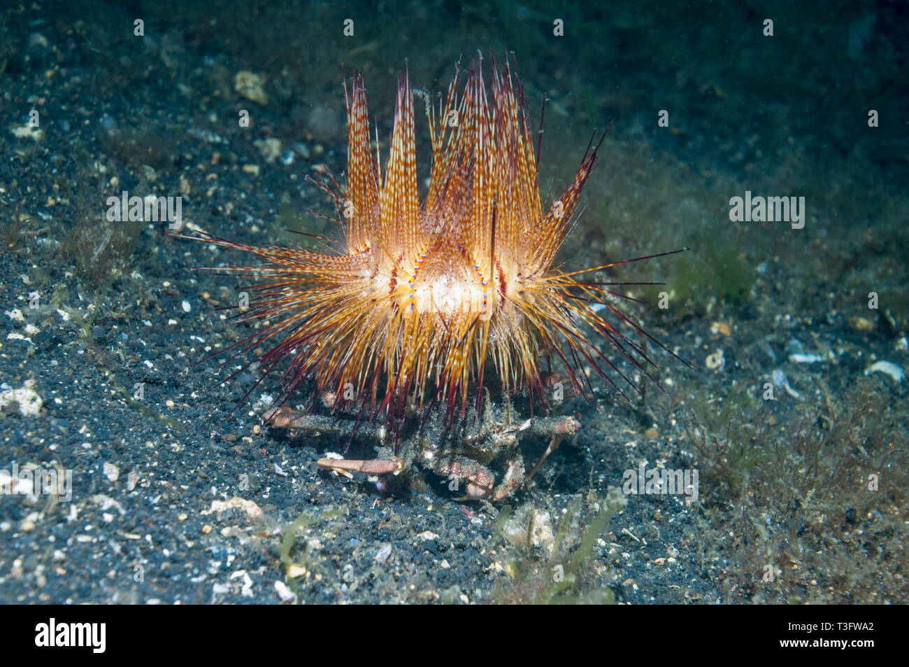 Crabe, crabe Dorippid transporteur (Dorippe castellu). Un petit crabe oursin ou zèbre [Zebrida adamsii], situé sur l'oursin de feu. Banque D'Images