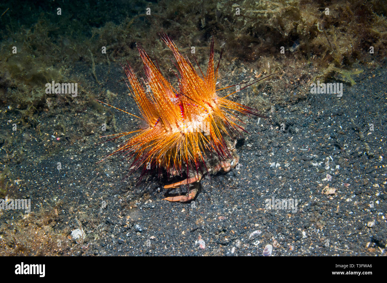 Crabe, crabe Dorippid transporteur (Dorippe castellu). Un petit crabe oursin ou zèbre [Zebrida adamsii], situé sur l'oursin de feu. Banque D'Images
