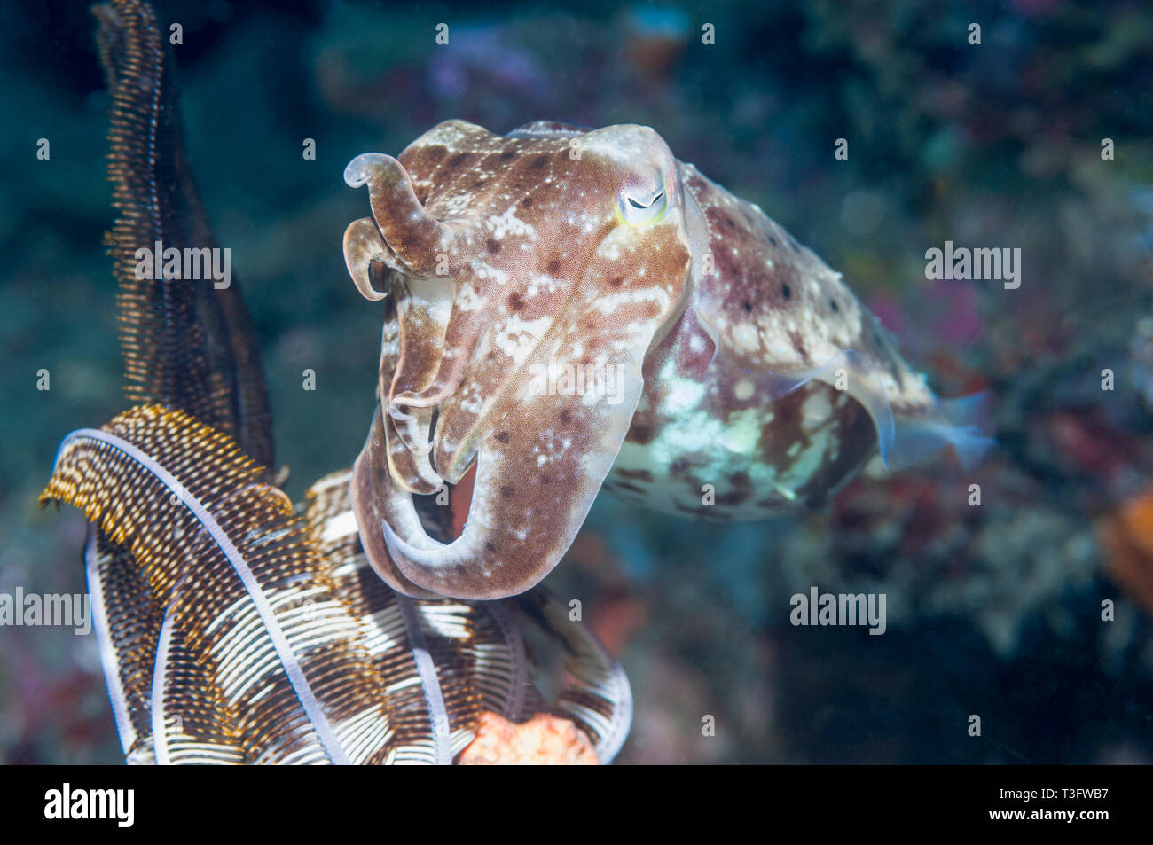 Broadclub [seiche Sepia latimanus]. L'Indonésie. Indo-ouest pacifique. Banque D'Images