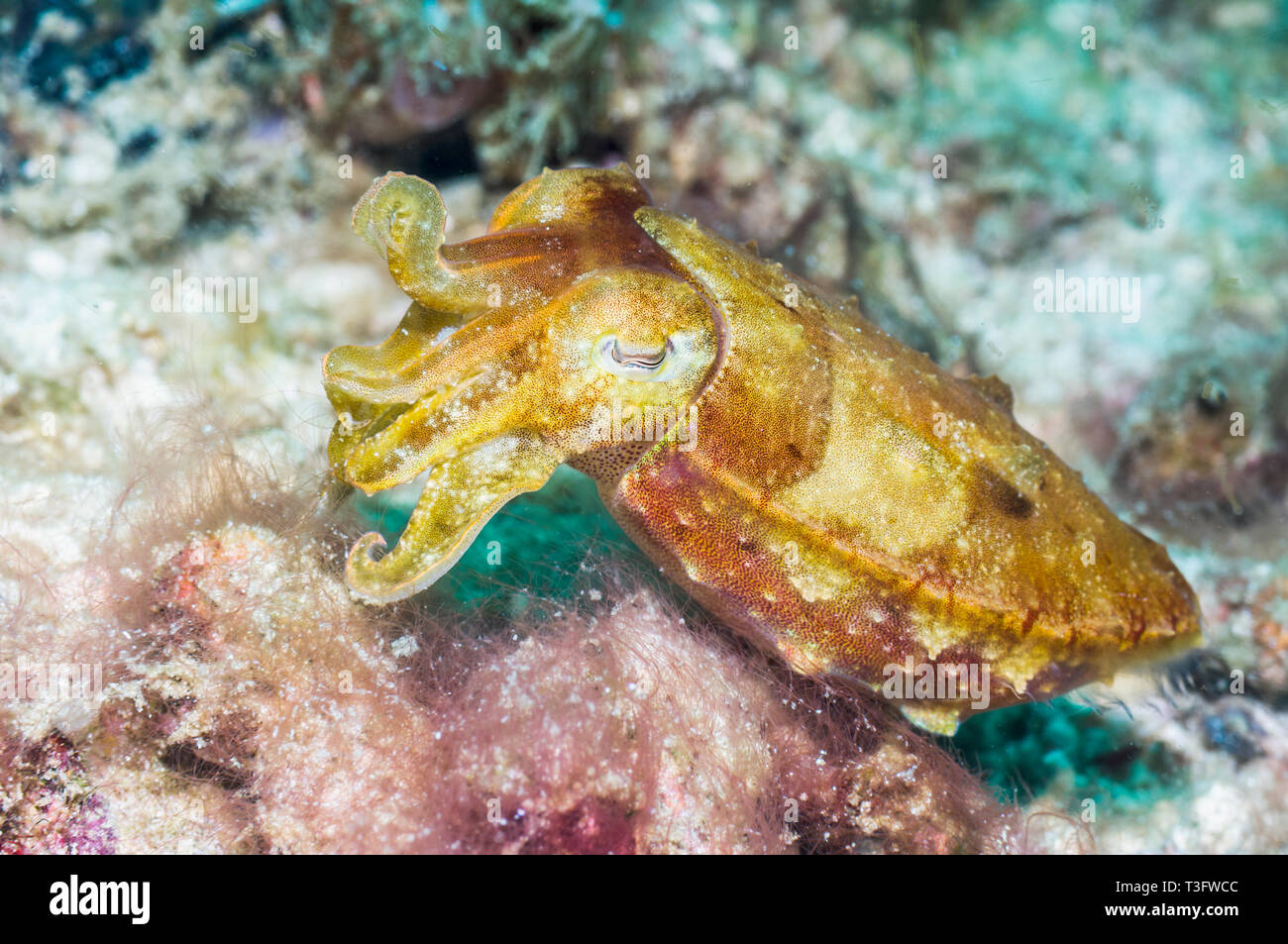 [Seiche Sepia sp.]. Le Parc National de Komodo, en Indonésie. Indo-ouest pacifique. Banque D'Images