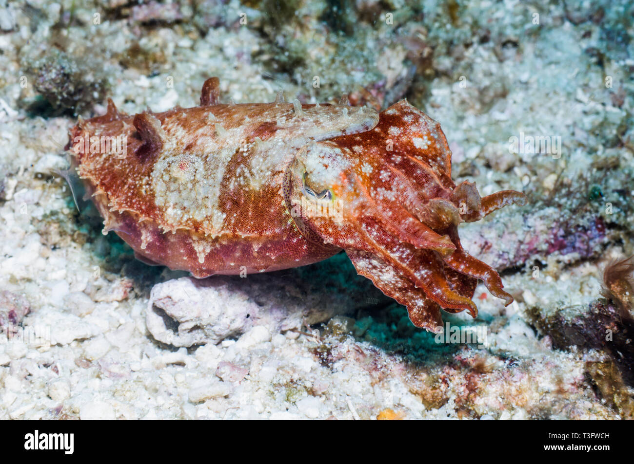 [Seiche Sepia sp.]. Le Parc National de Komodo, en Indonésie. Indo-ouest pacifique. Banque D'Images