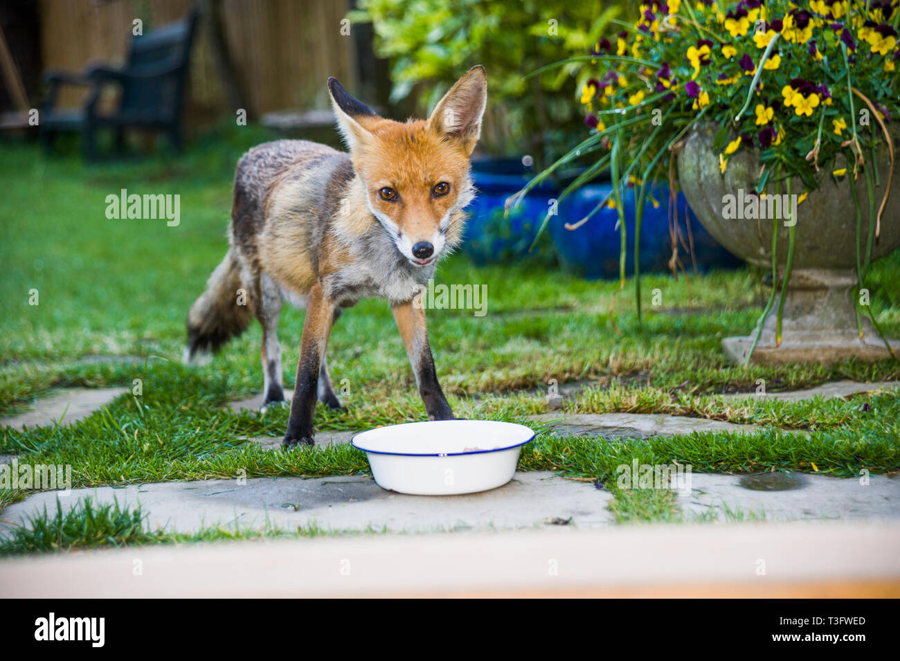 Le Renard roux Vulpes vulpes] [vixen avec bol alimentaire dans le jardin. Londres, Royaume-Uni. Banque D'Images