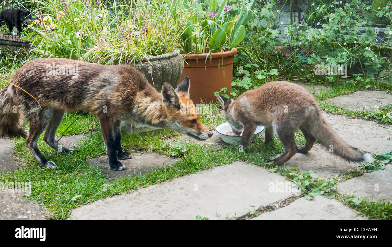 Le Renard roux Vulpes vulpes [avec] les jeunes avec bol de nourriture dans le jardin. Londres, Royaume-Uni. Banque D'Images