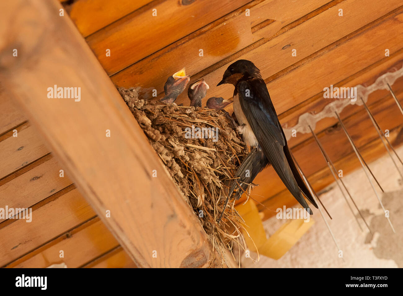 Les oiseaux et les animaux de la faune. Le Swallow nourrit le bébé birds nesting Banque D'Images