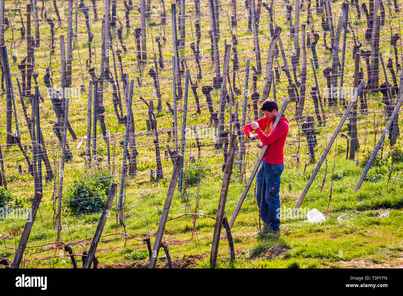 Vignoble à Weil am Rhein, Allemagne. Travaux de printemps sur la vigne. Le Gutedel a un peu moins d'alcool, est considéré comme très digestible. En 1780, la cépage Gutedel a été apportée à la terre de Markgräfler par Margrave Karl-Friedrich von Baden de Vevey, sur le lac Léman. Même alors, ce raisin a eu une histoire qui a duré plusieurs millénaires. Aujourd'hui, il se développe entre les deux cathédrales de Bâle et de Fribourg. Le grand raisin produit un vin frais et mousseux Banque D'Images