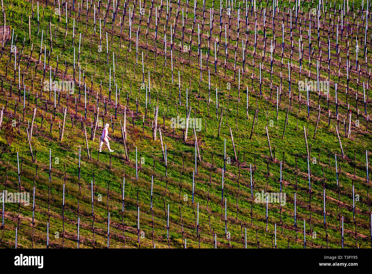 Vignoble à Weil am Rhein, Allemagne Banque D'Images