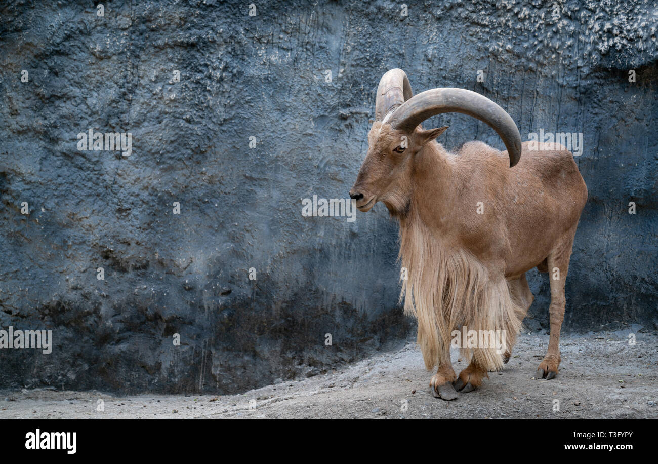 Le mouflon à manchettes (Ammotragus lervia) Comité permanent sur les montagnes rocheuses Banque D'Images