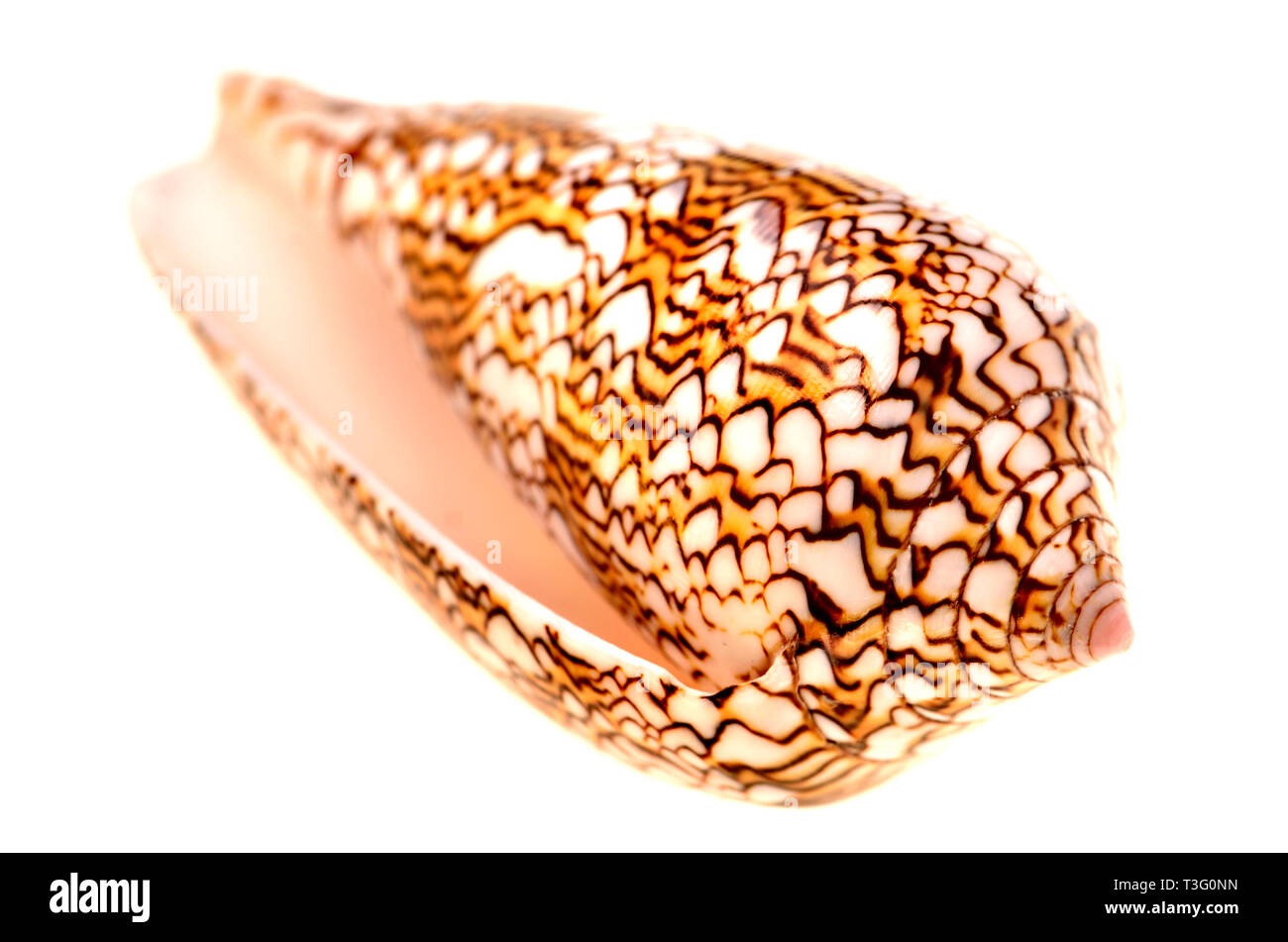 Cône Textile shell (Conus textile) c9cm. Philippines Banque D'Images