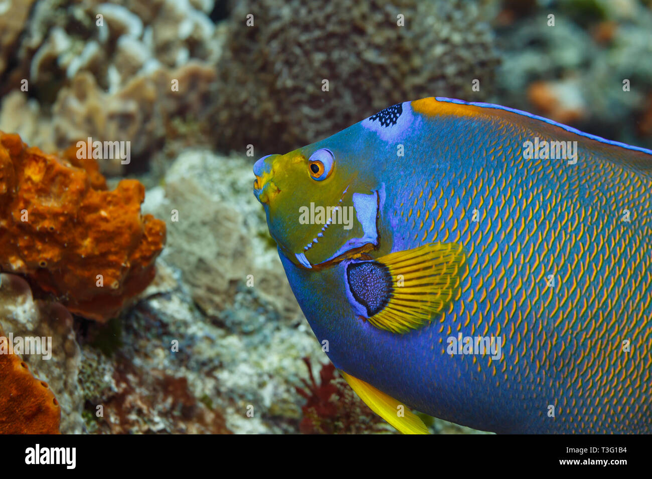 Gros plan du côté d'un poisson ange reine bleu, Holacanthus ciliaris, avec queue et nageoire jaunes Banque D'Images