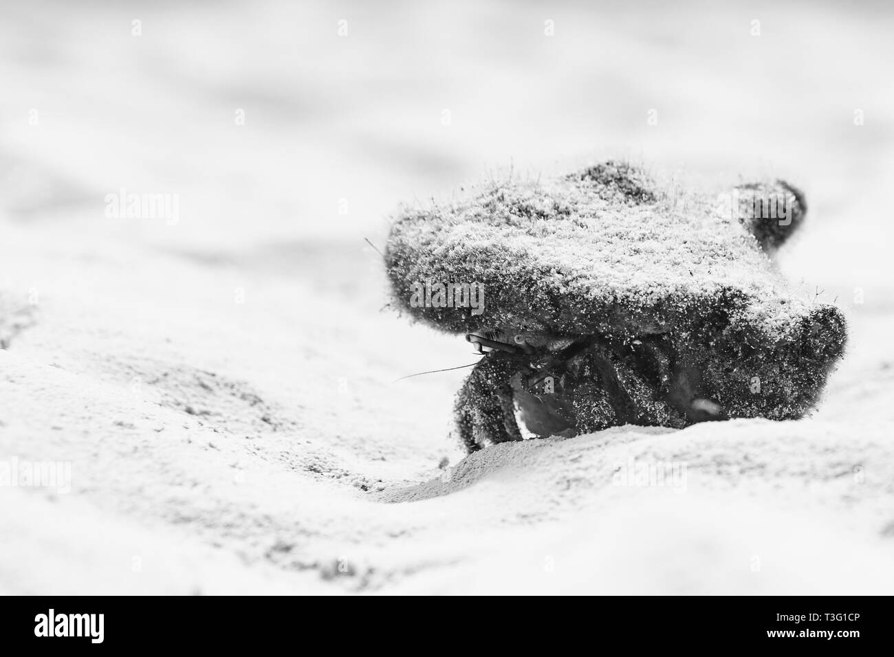 Petit Crustace Banque D Images Noir Et Blanc Alamy