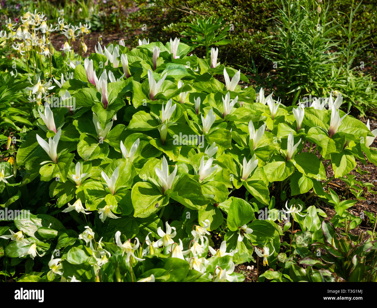 Fleurs blanc forme de la Trillium géant, Trillium chloropetalum, dans il;s affichage printemps éphémère Banque D'Images
