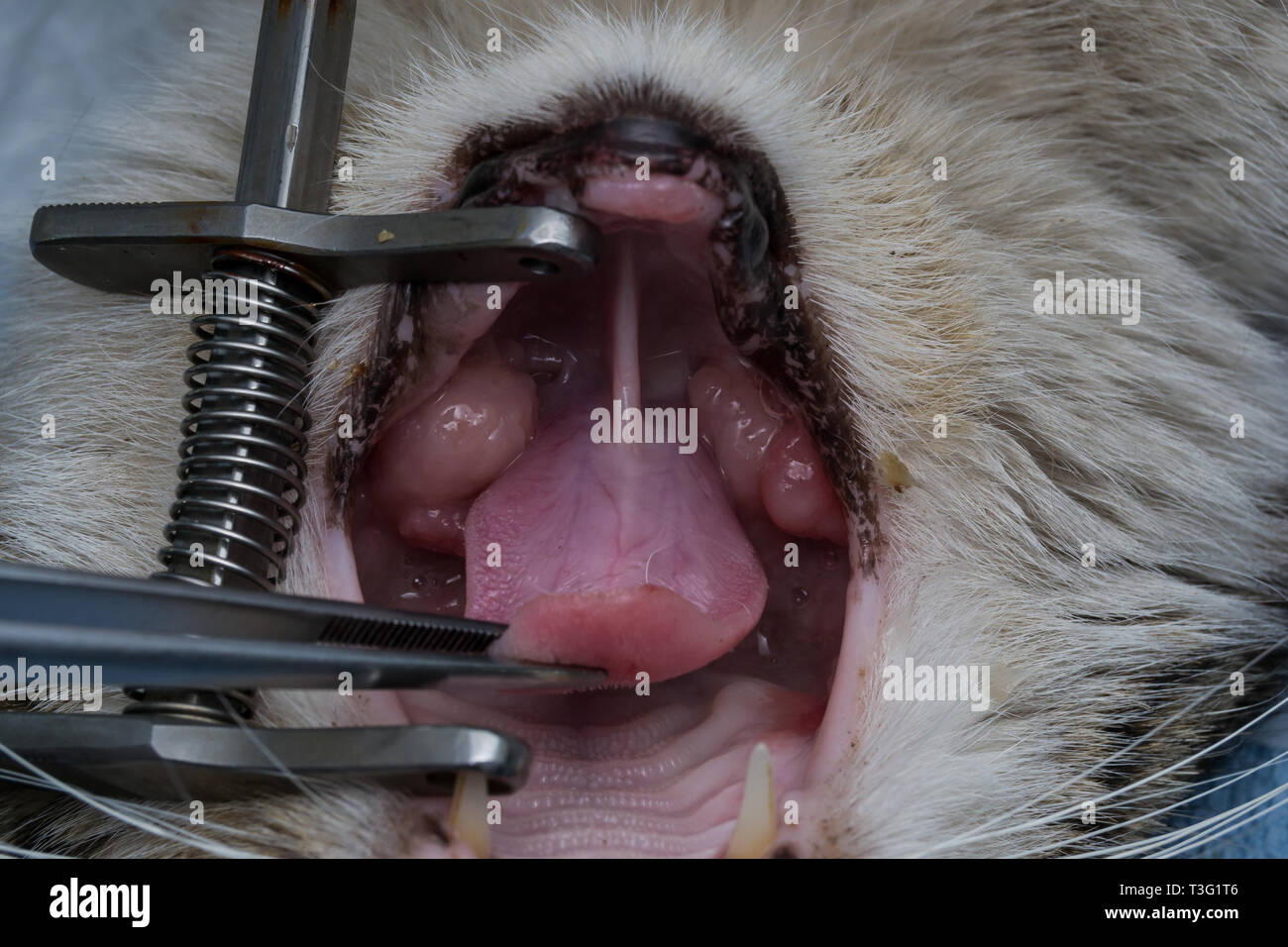Granulome Eosinophile Dans La Bouche D Un Chat Chat Avec Tumeur Orale Photo Stock Alamy