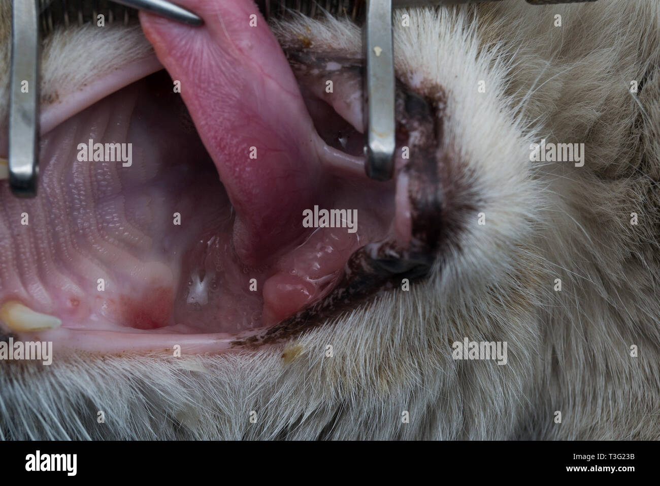 Granulome Eosinophile Dans La Bouche D Un Chat Chat Avec Tumeur Orale Photo Stock Alamy