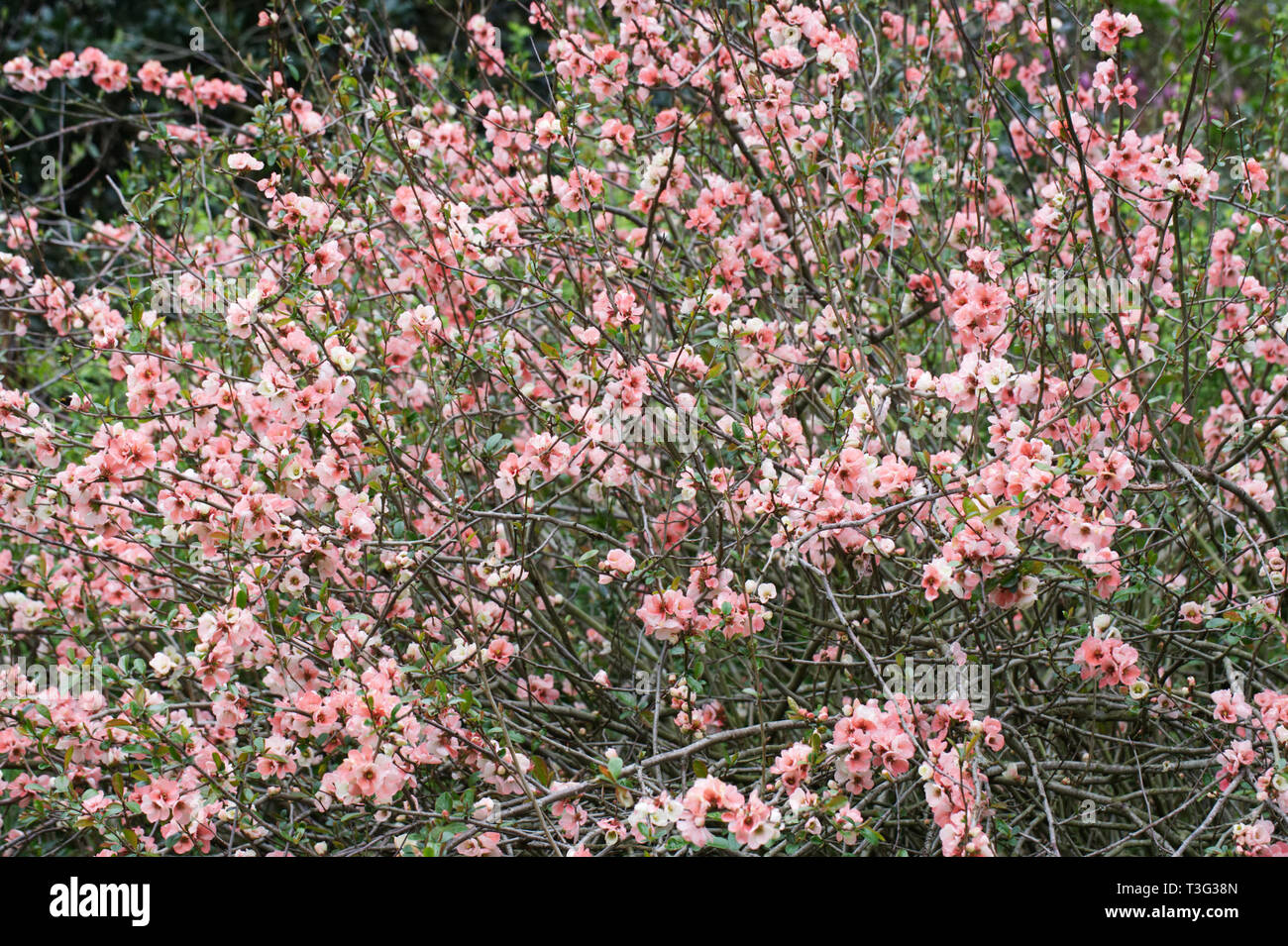Chaenomeles speciosa 'Moerloosei' fleurs. Banque D'Images