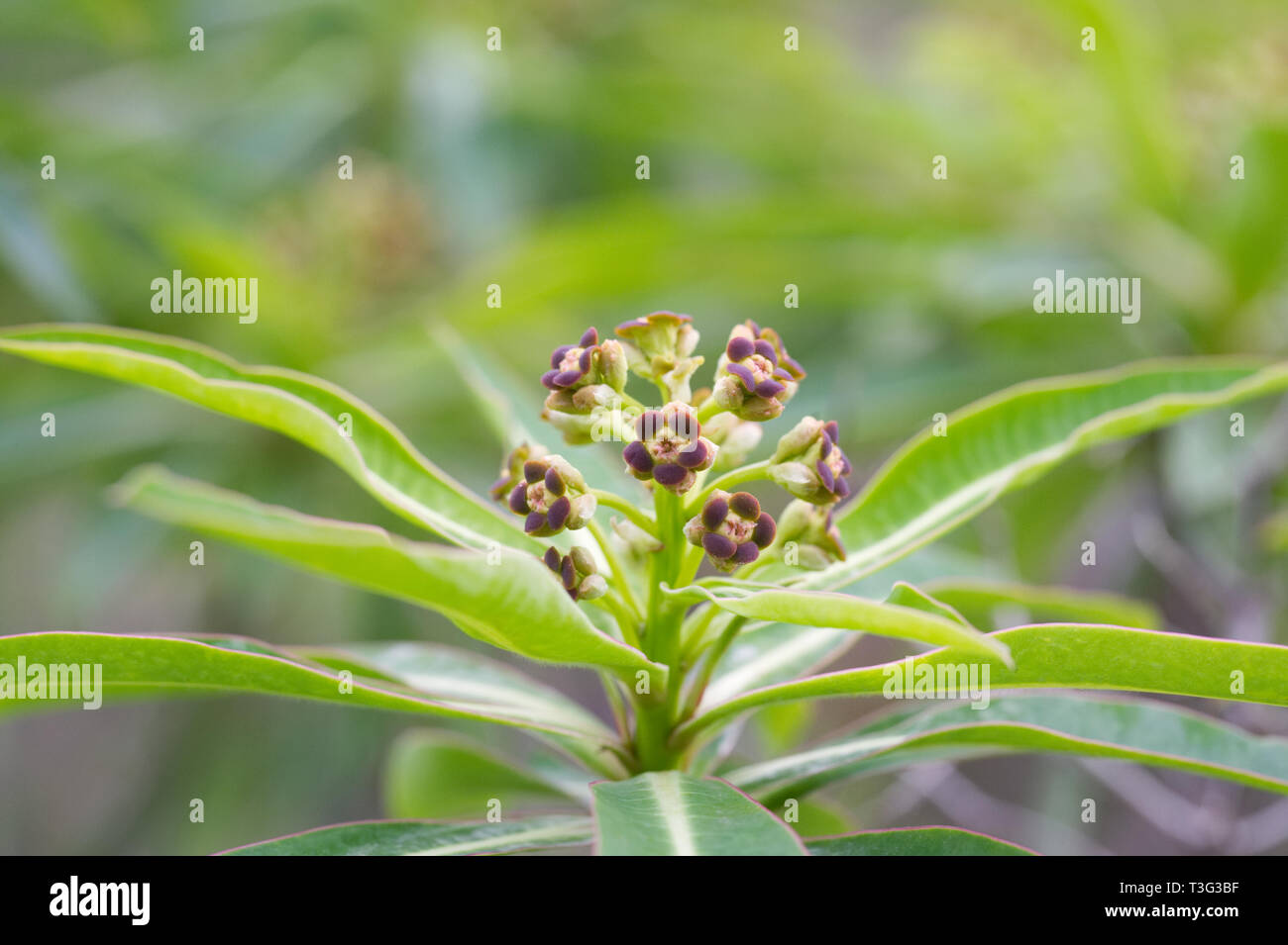 Euphorbia mellifera fleurs. Banque D'Images