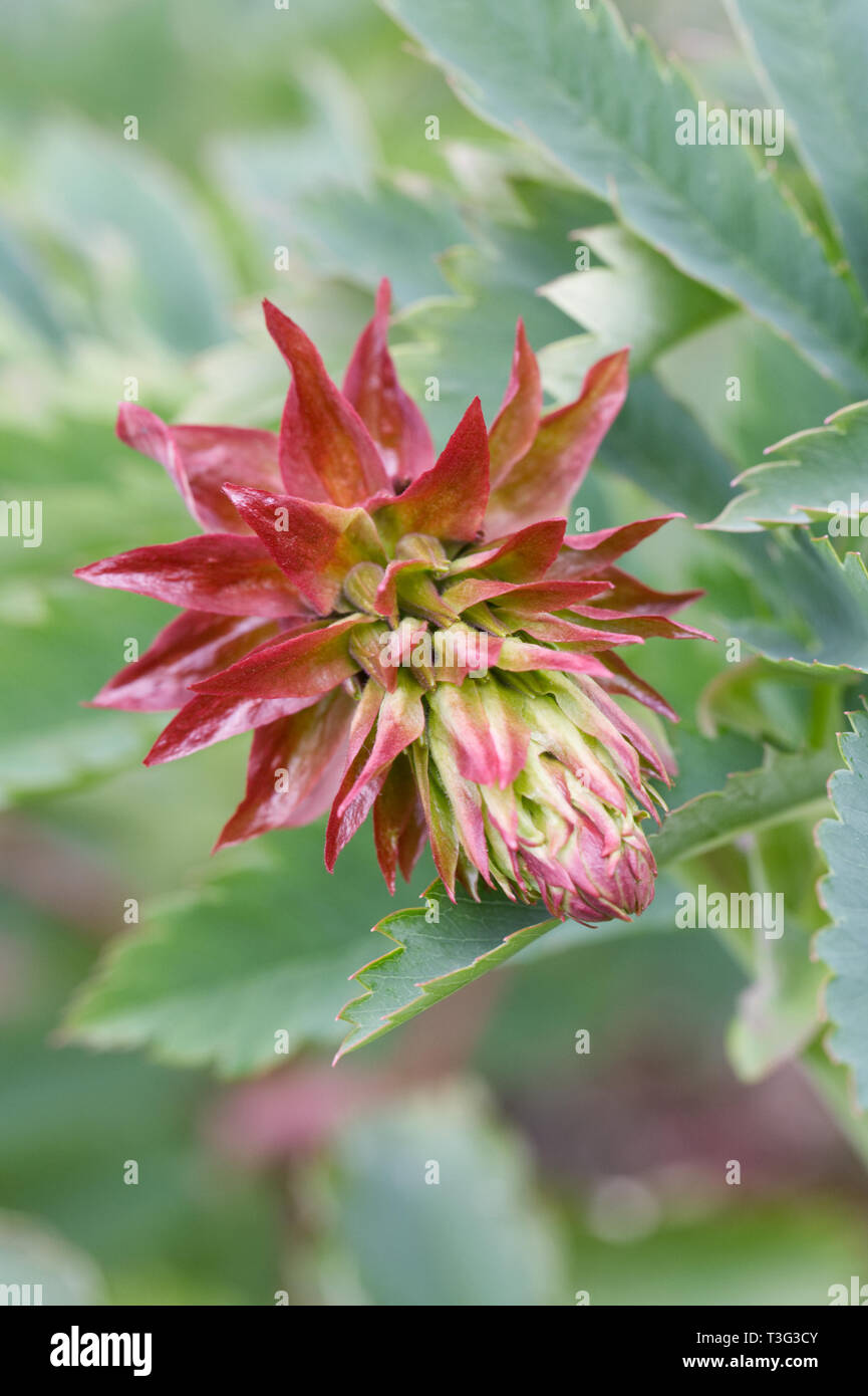 Melianthus major fleur au printemps. Banque D'Images