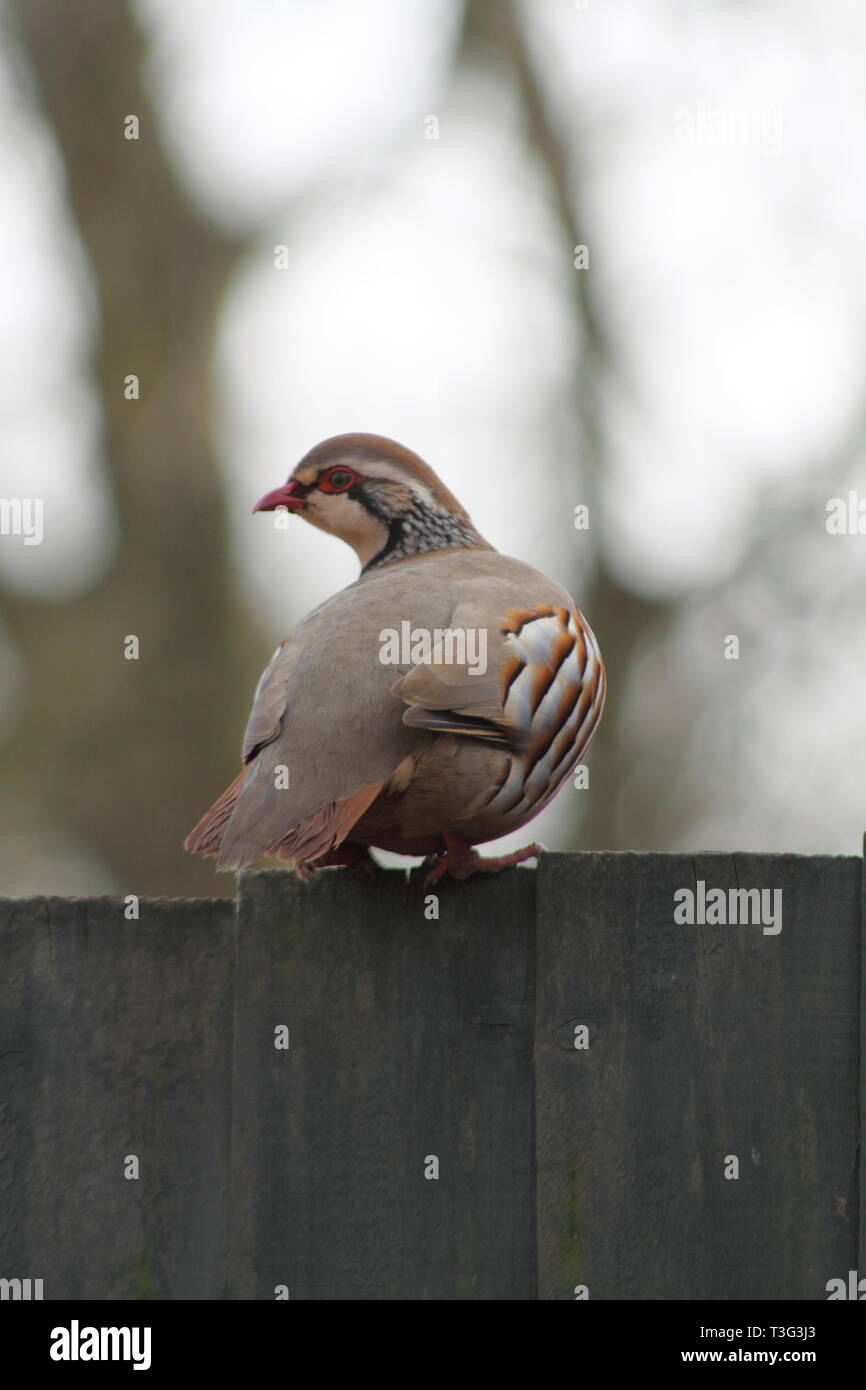 Perdrix à pattes rouges sur la clôture Banque D'Images