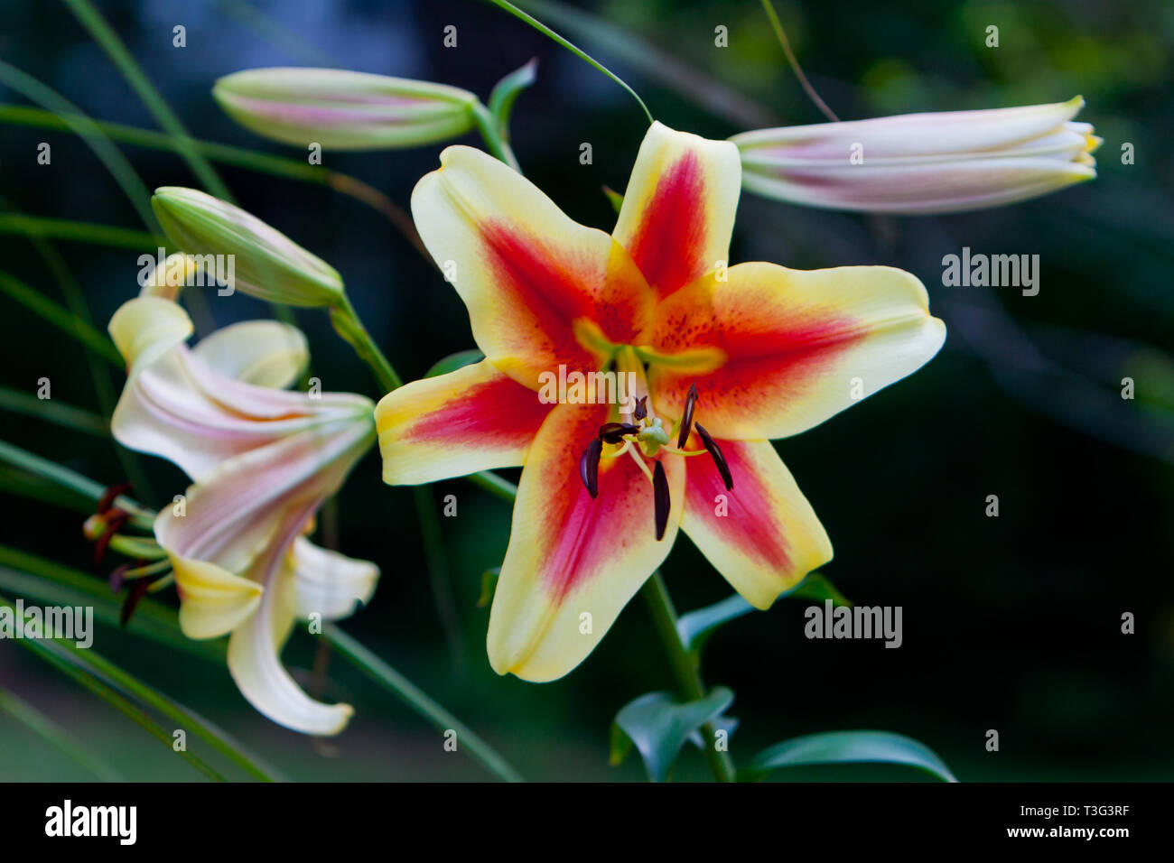 Rose & crème Lilium, lis Stargazer Banque D'Images