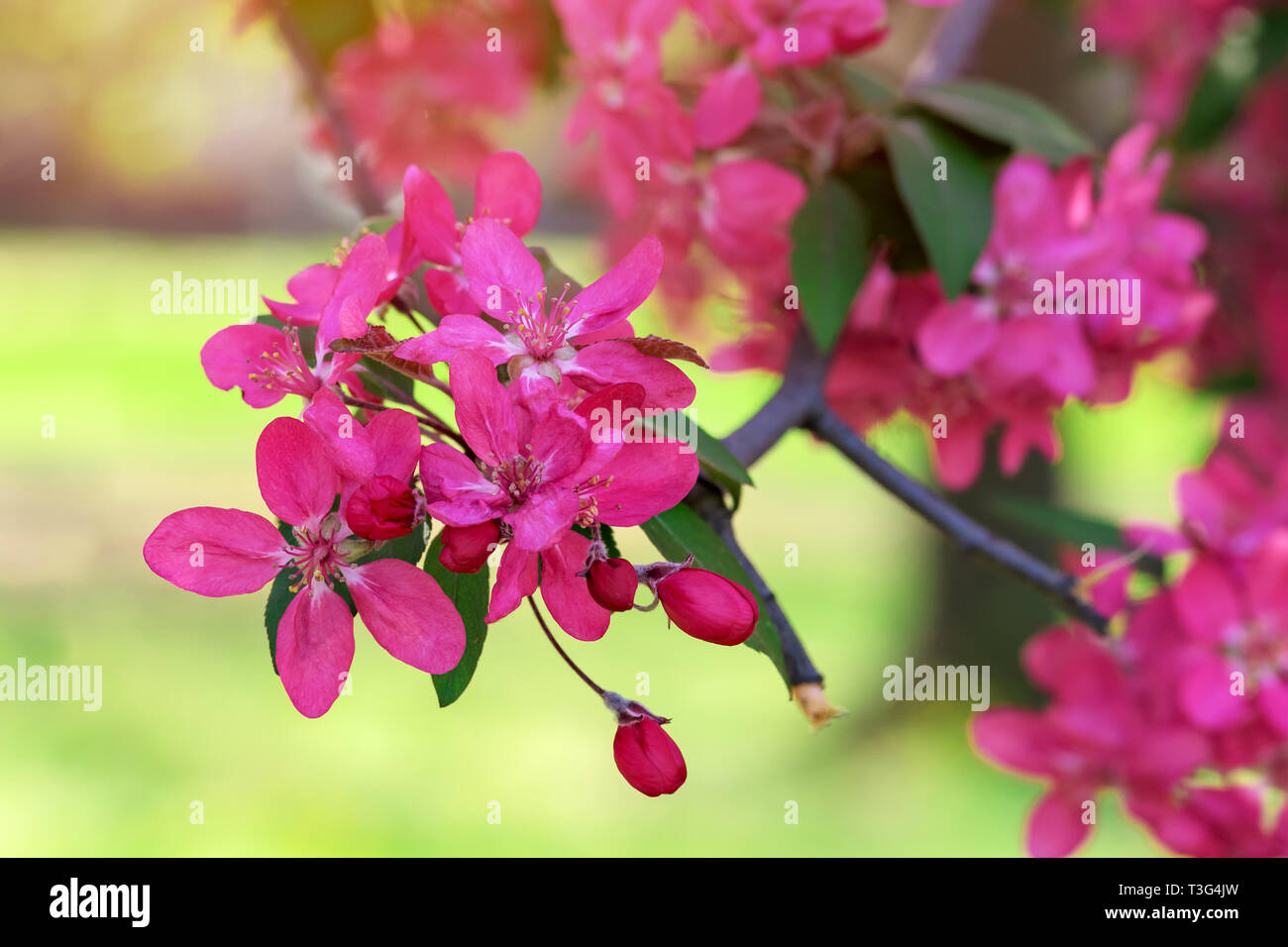 Fleurs de rose blossoming cherry tree in spring, selective focus Banque D'Images