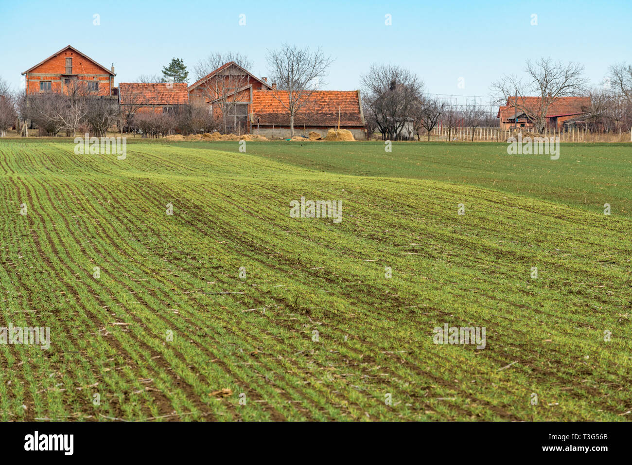 Germes de blé au printemps après-midi, la diminution optique Banque D'Images