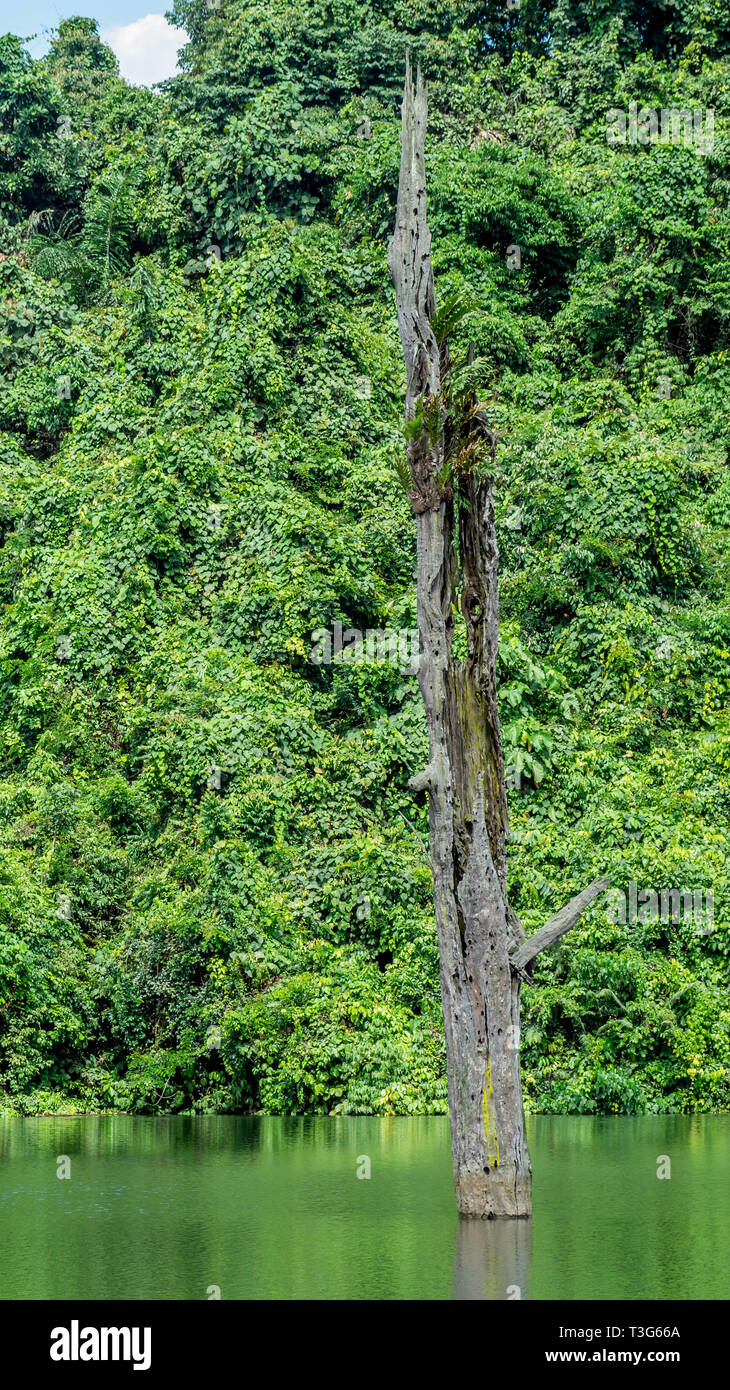 Tronc d'arbre mort uline (Eusideroxylon zwageri) au milieu d'un lac dans la région de East Kalimantan, Bornéo Banque D'Images