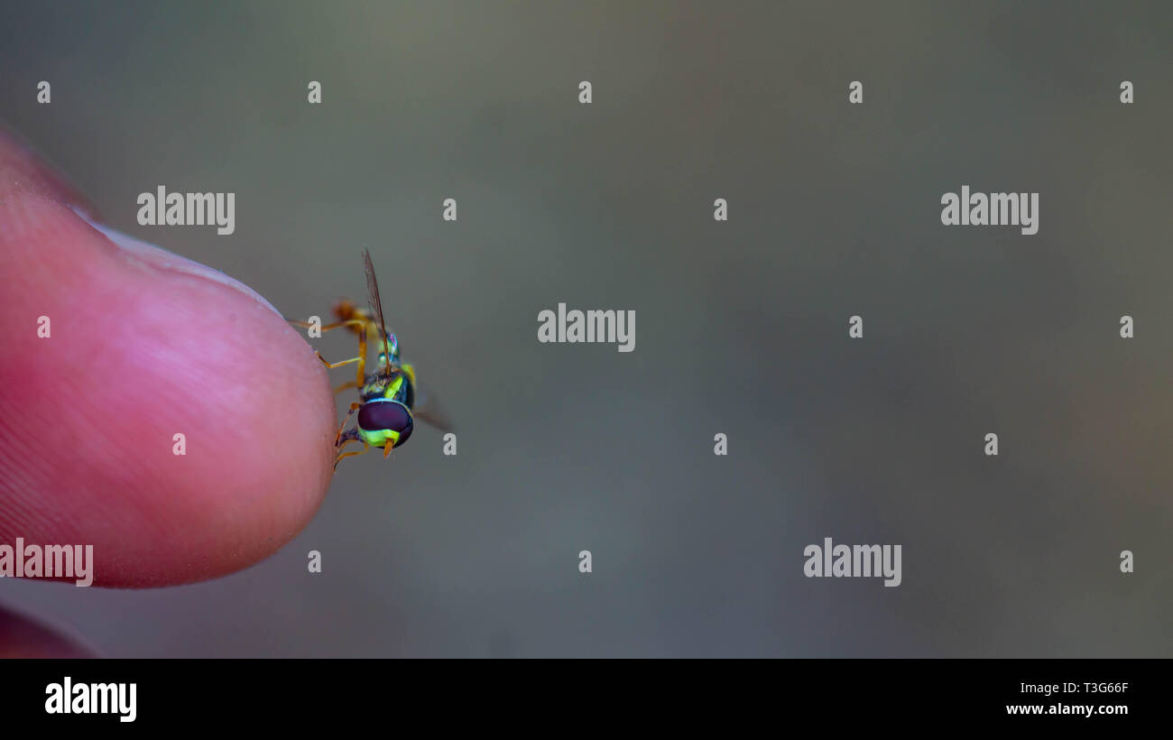 gros plan de la mouche colorée de la forêt / abeille sans pitié sur la pointe d'un doigt pour sucer la sueur Banque D'Images