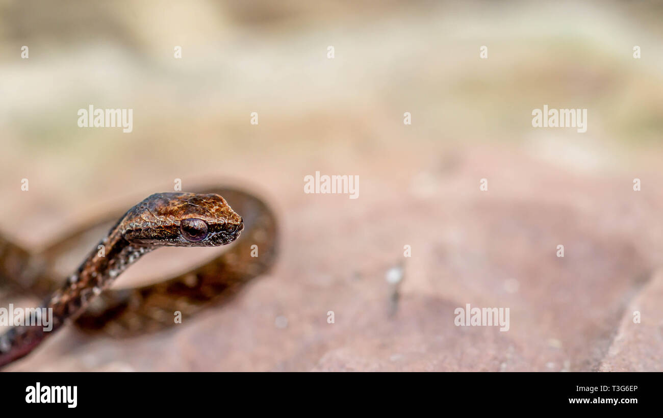 Gros Plan Du Serpent Bebe Photo Stock Alamy