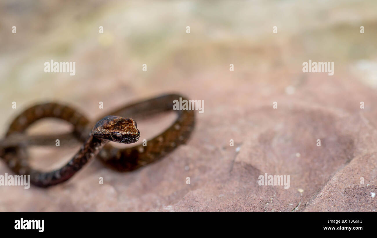 Bebe Serpent Banque D Image Et Photos Alamy