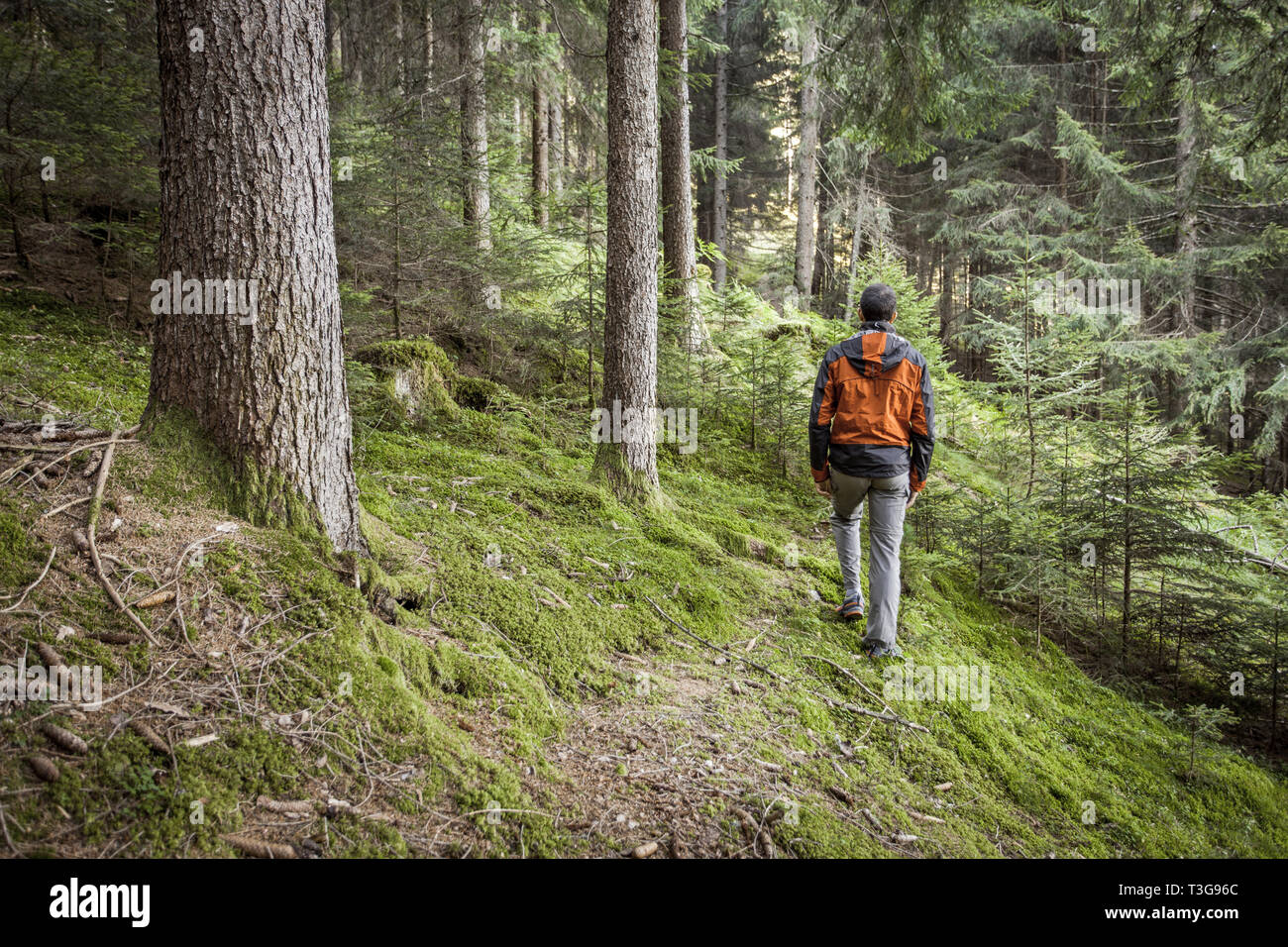 Une marche entre solo trekker la forêt dans un jour nuageux Banque D'Images