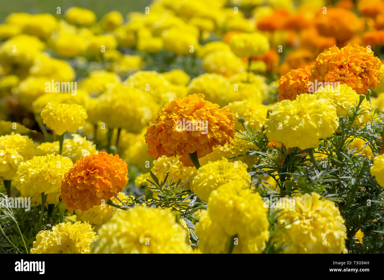 Marigold jaune et orange dans le jardin. Monténégro Banque D'Images