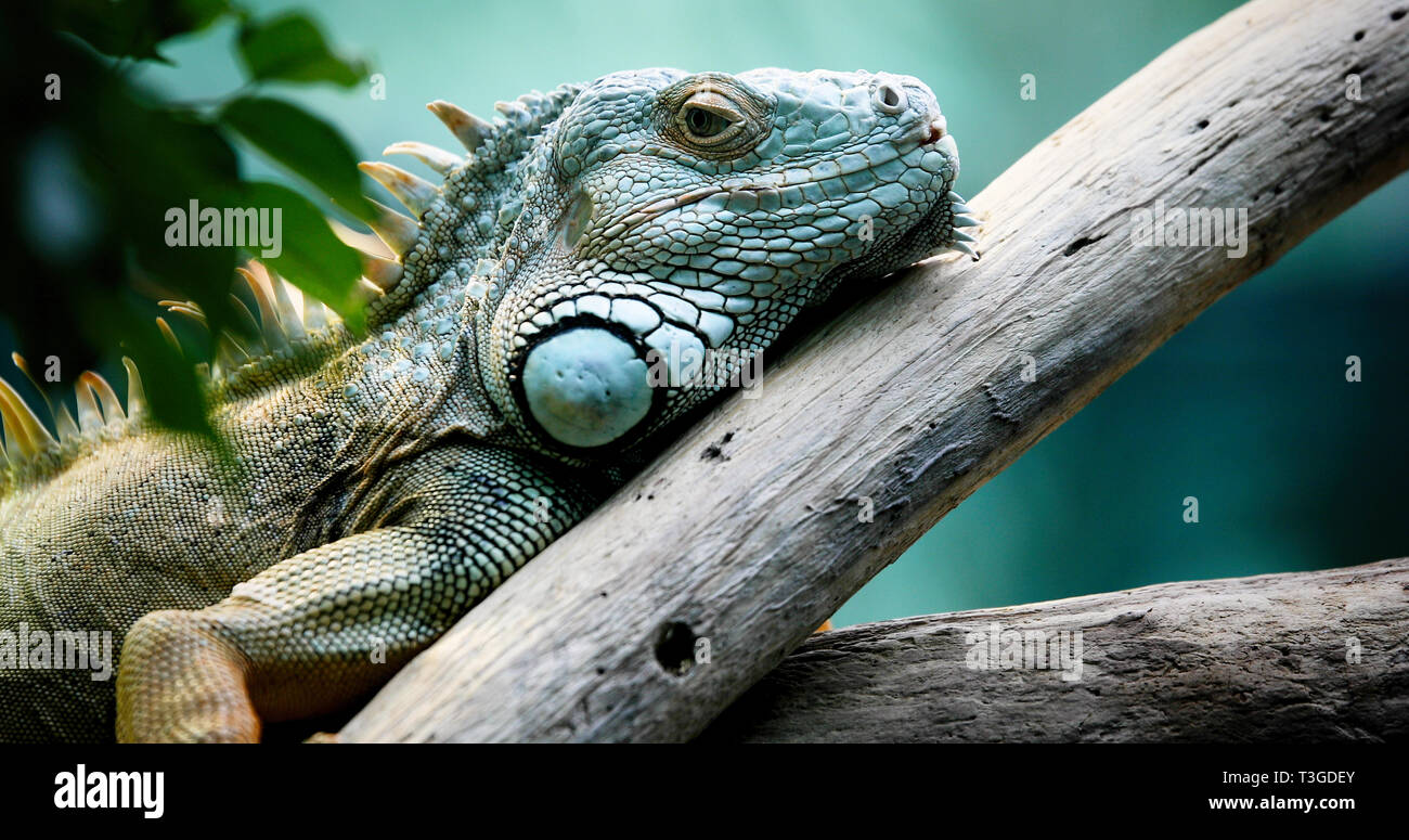 Gros plan du beau green Iguana on branch Banque D'Images