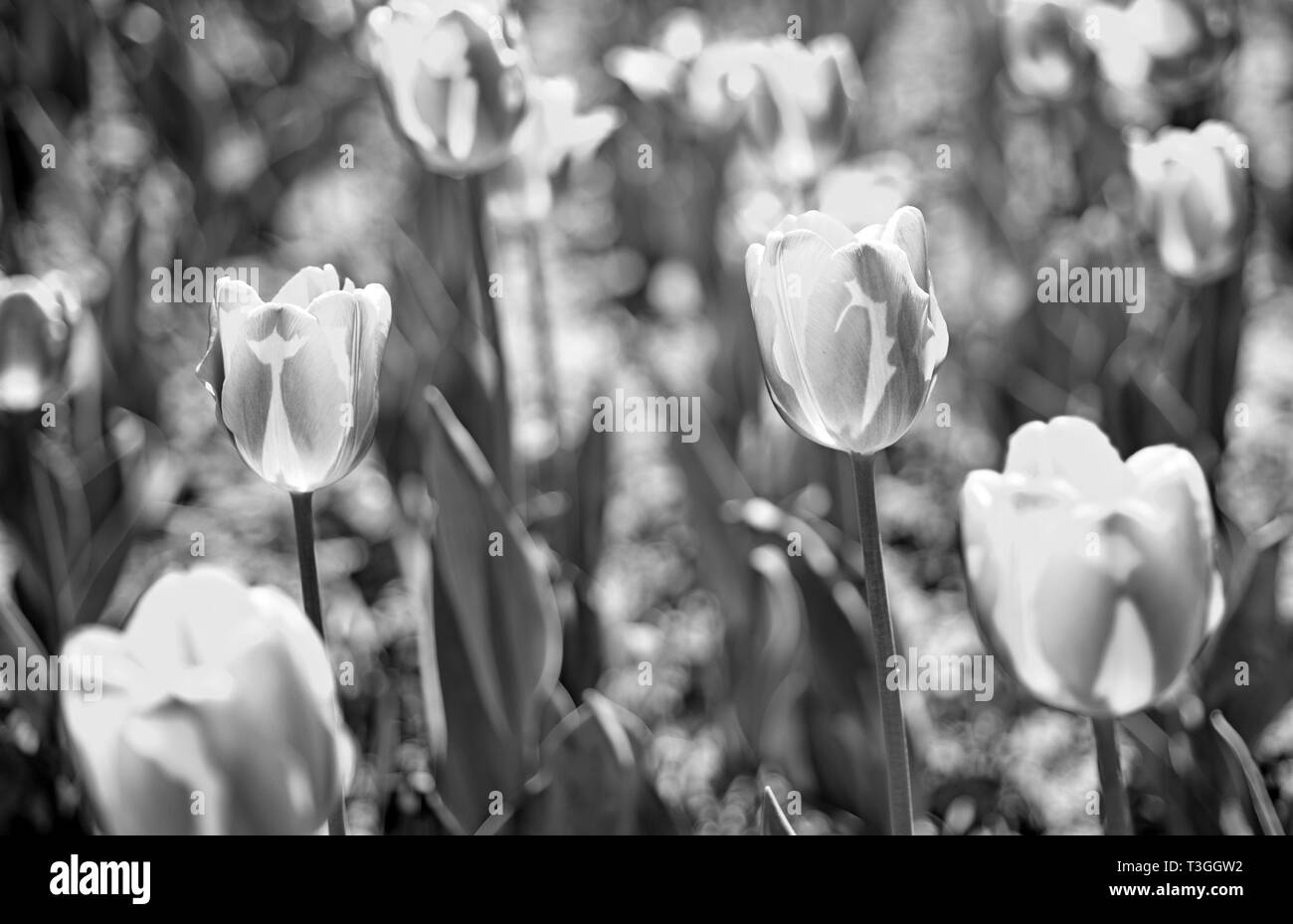 Champ de fleurs de printemps. l'heure d'été. L'agriculture et le jardinage. 8 mars ou womens day. fleur shop concept. La fête des mères, maison de présenter la nature et l'écologie. Banque D'Images