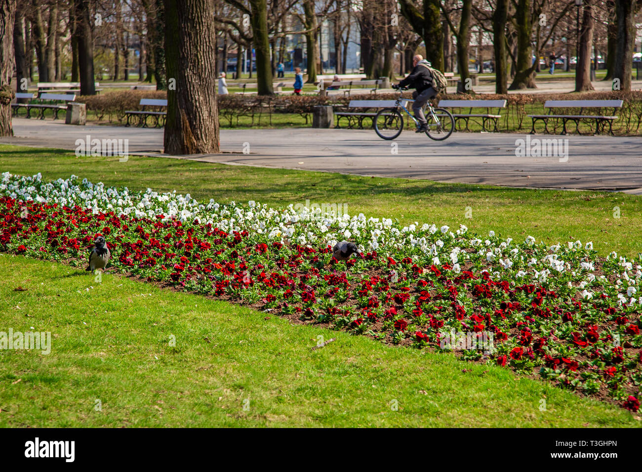 Varsovie, Pologne - 3 Avril 2019 : beau jardin Saxon, parc avec rouge, bleu et blanc de fleurs. Orod Secesja, un parc public dans le centre-ville. Banque D'Images