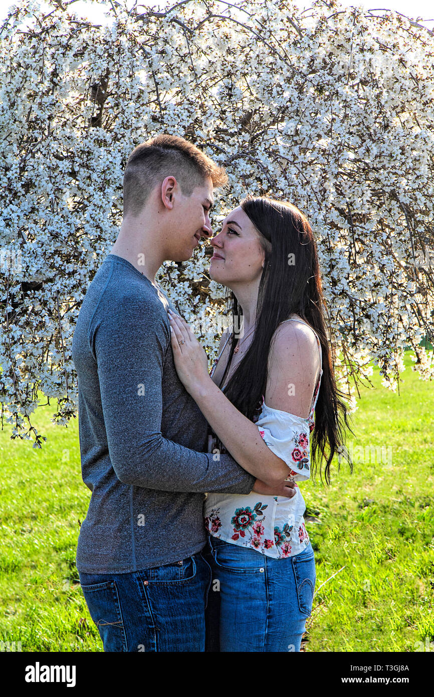 Caucasian couple nouvellement engagée par beau saule pleureur arbre en fleur pleine. Banque D'Images