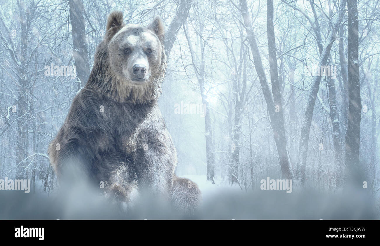 Seul l'ours brun et la neige dans une forêt d'hiver de montagne. La nature et la faune concept avec copie vide de l'espace pour le texte de l'éditeur Banque D'Images