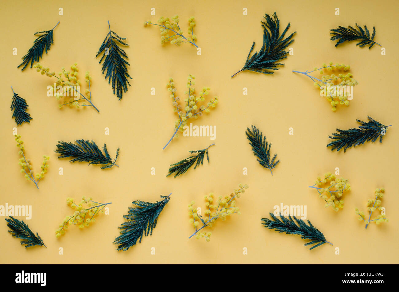 Branches d'acacia et de fleurs sur fond jaune. Mise à plat. Banque D'Images