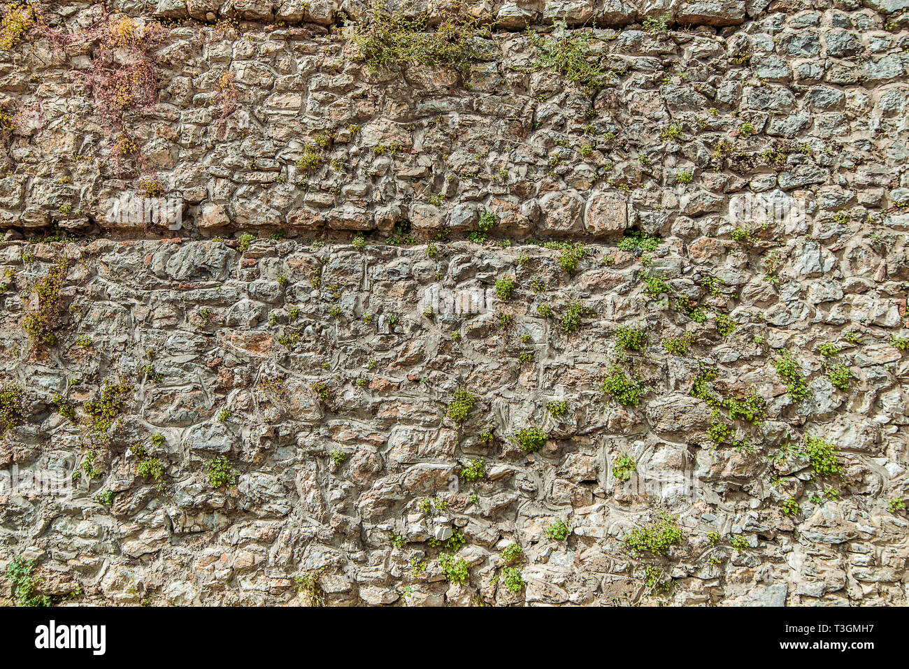 La texture de vieux mur de pierre avec petite plante. À partir de la surface des rochers gris et orange. Ancien mur en Macédoine. Banque D'Images