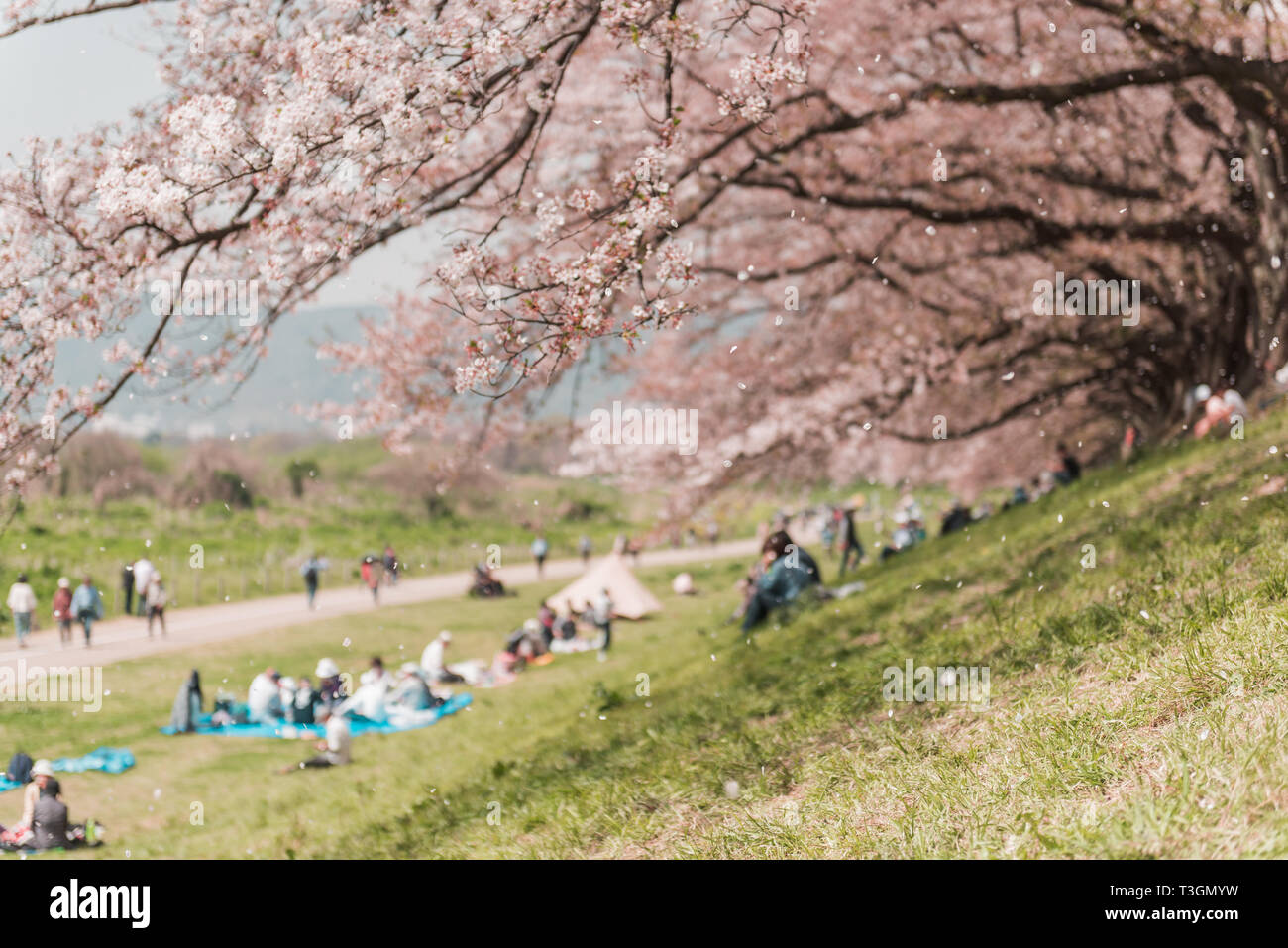 Fleur de cerisier rose ou sakura fleur en saison printanière au Japon Banque D'Images