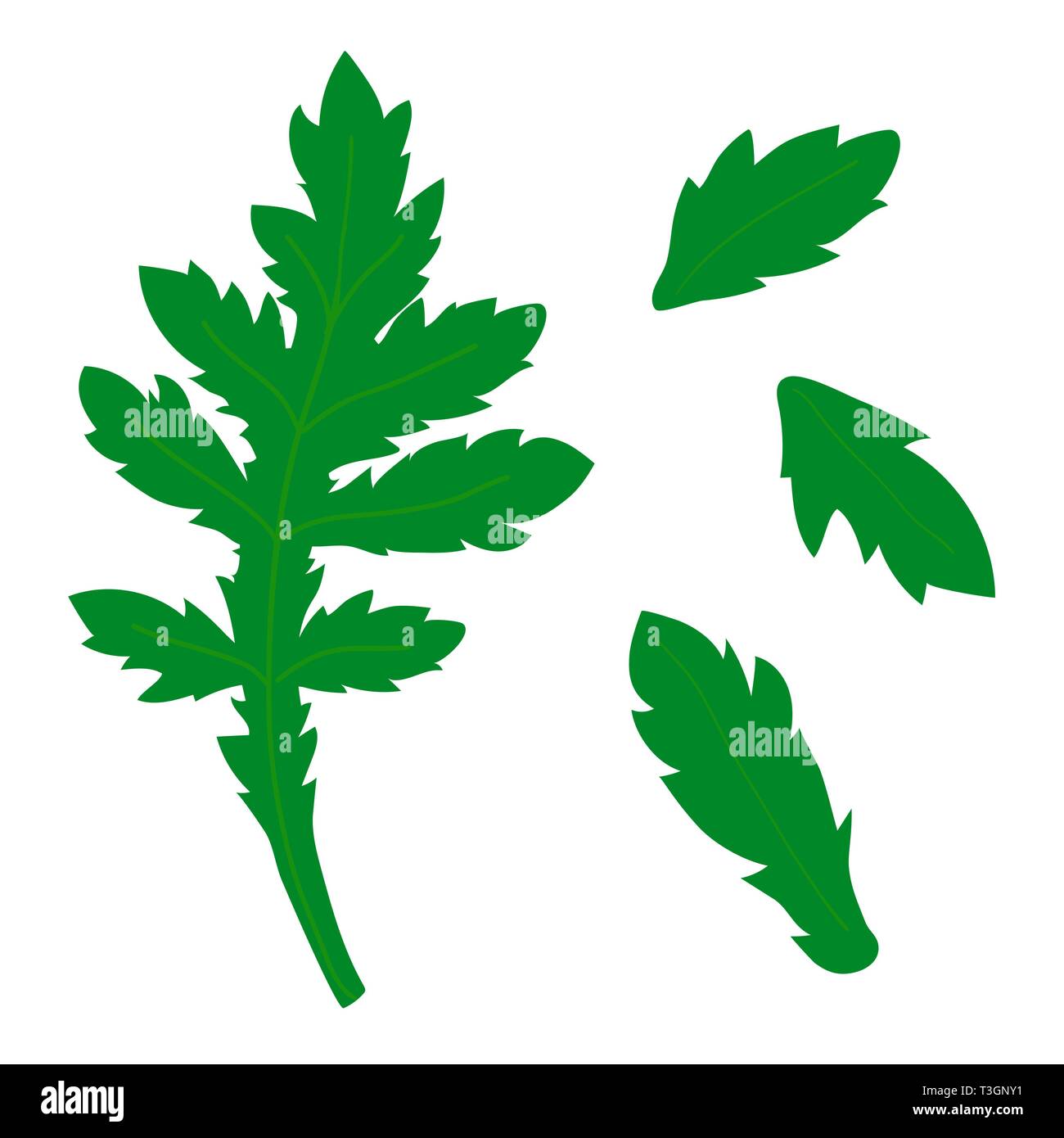 Feuille d'chamomlie réaliste isolé sur fond blanc. Illustration de Vecteur