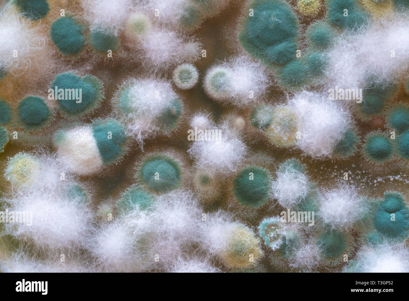 Les colonies de champignons et bactéries sur agar dans une boîte de Petri Banque D'Images