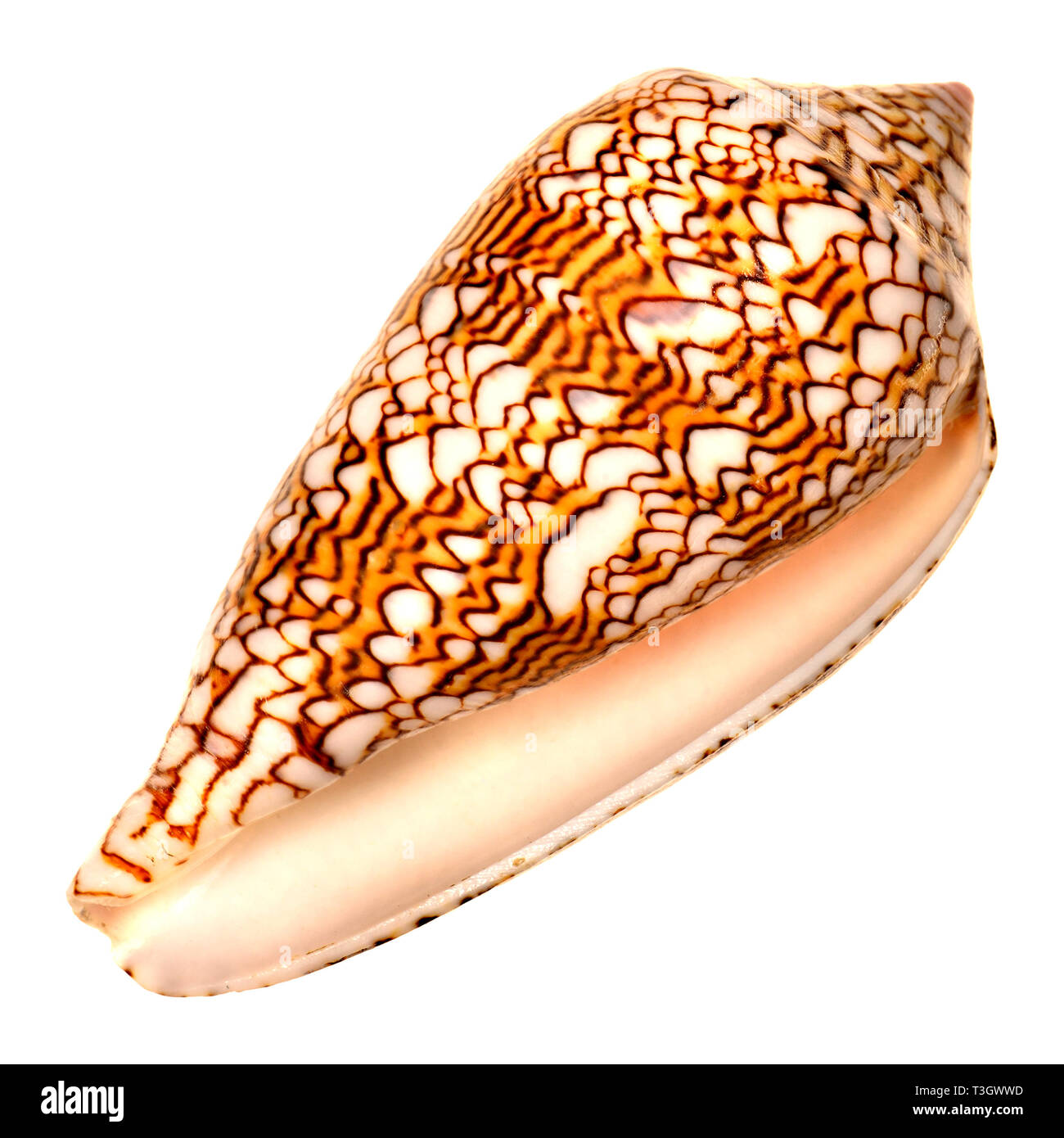 Cône Textile shell (Conus textile) c9cm. Philippines Banque D'Images