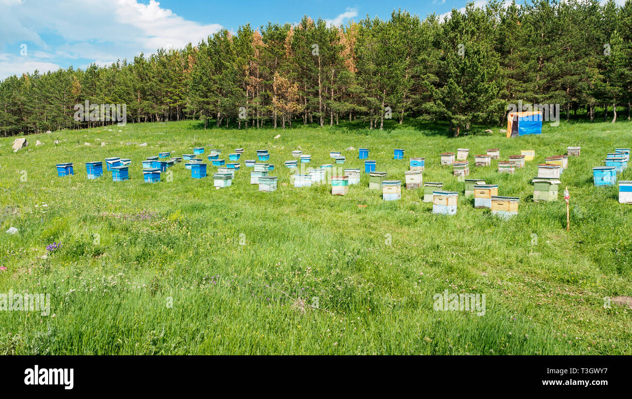 Un grand nombre de ruches sont debout au milieu d'une pelouse verte près de la forêt. La production de miel de montagne respectueux de l'environnement forêt prairie rucher. Banque D'Images