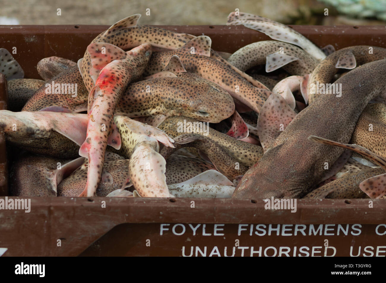 Scyliorhinus canicular l'aiguillat commun est posé en tant que bi prises. Ils vont finir comme appât du crabe. Banque D'Images