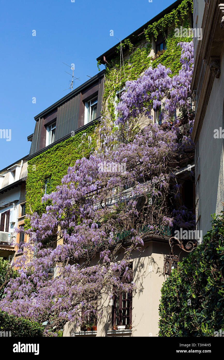 Glycine en pleine floraison dans le balcon chambre à Milan - Italie Photo  Stock - Alamy