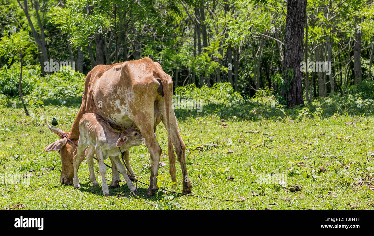 Jeune veau de lait dans le pis de la vache allaitante avec épaulettes sur la corne. Banque D'Images