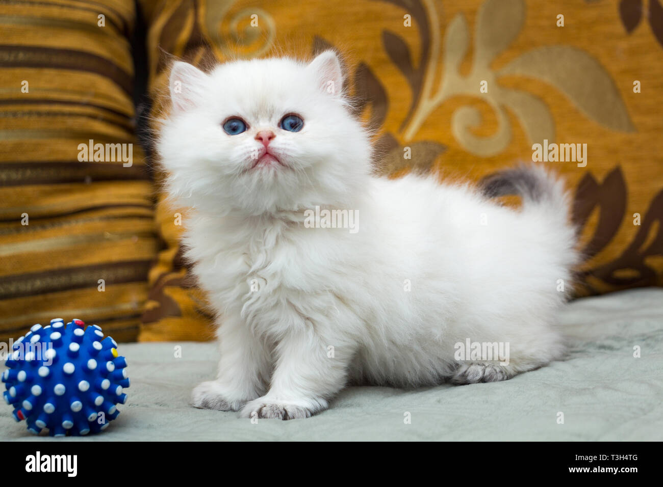 A cute white British chaton à poil long est debout sur le canapé à côté d'une boule bleue Banque D'Images
