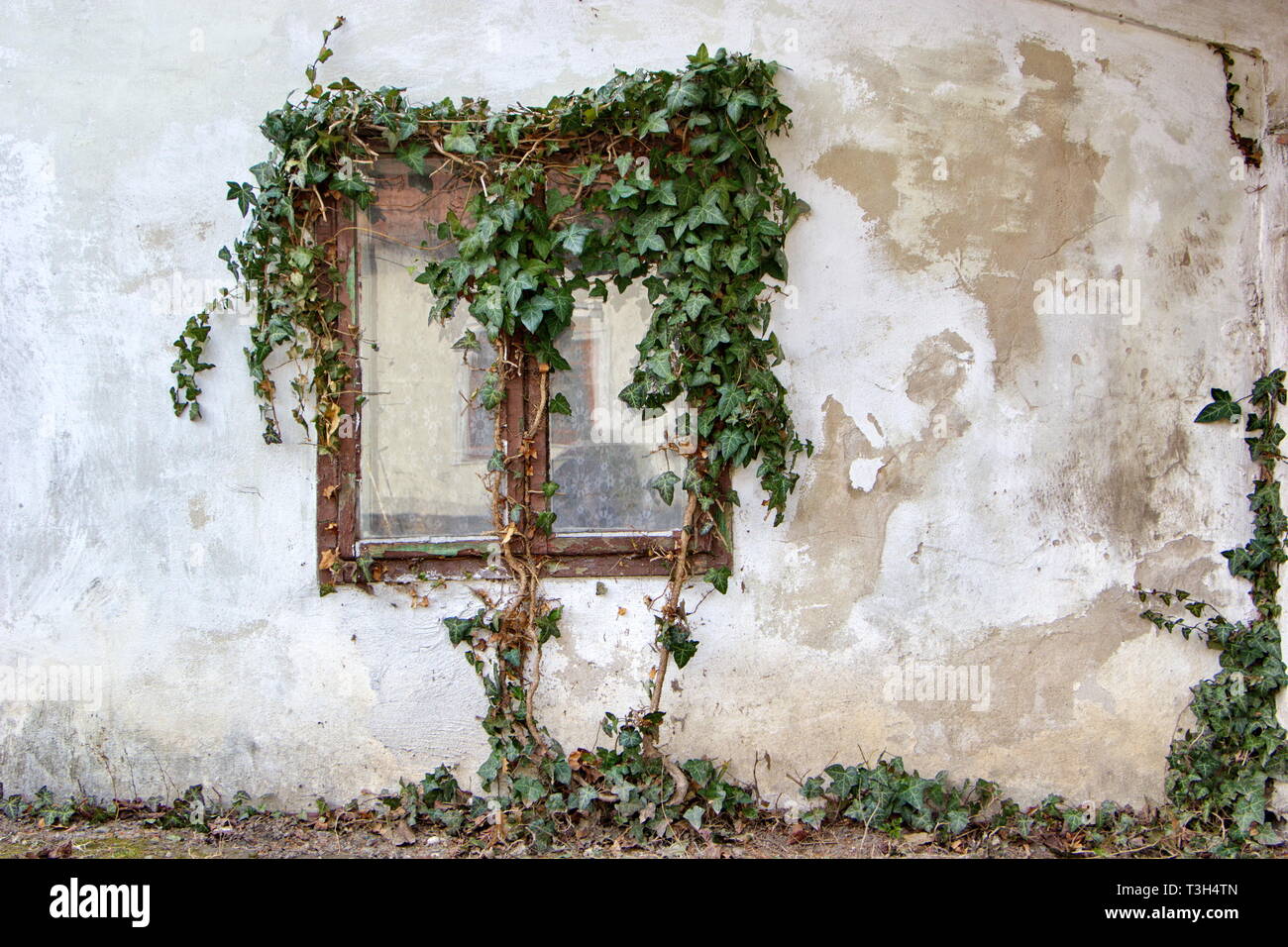 Fenêtre d'ancienne maison envahie de lierre Banque D'Images