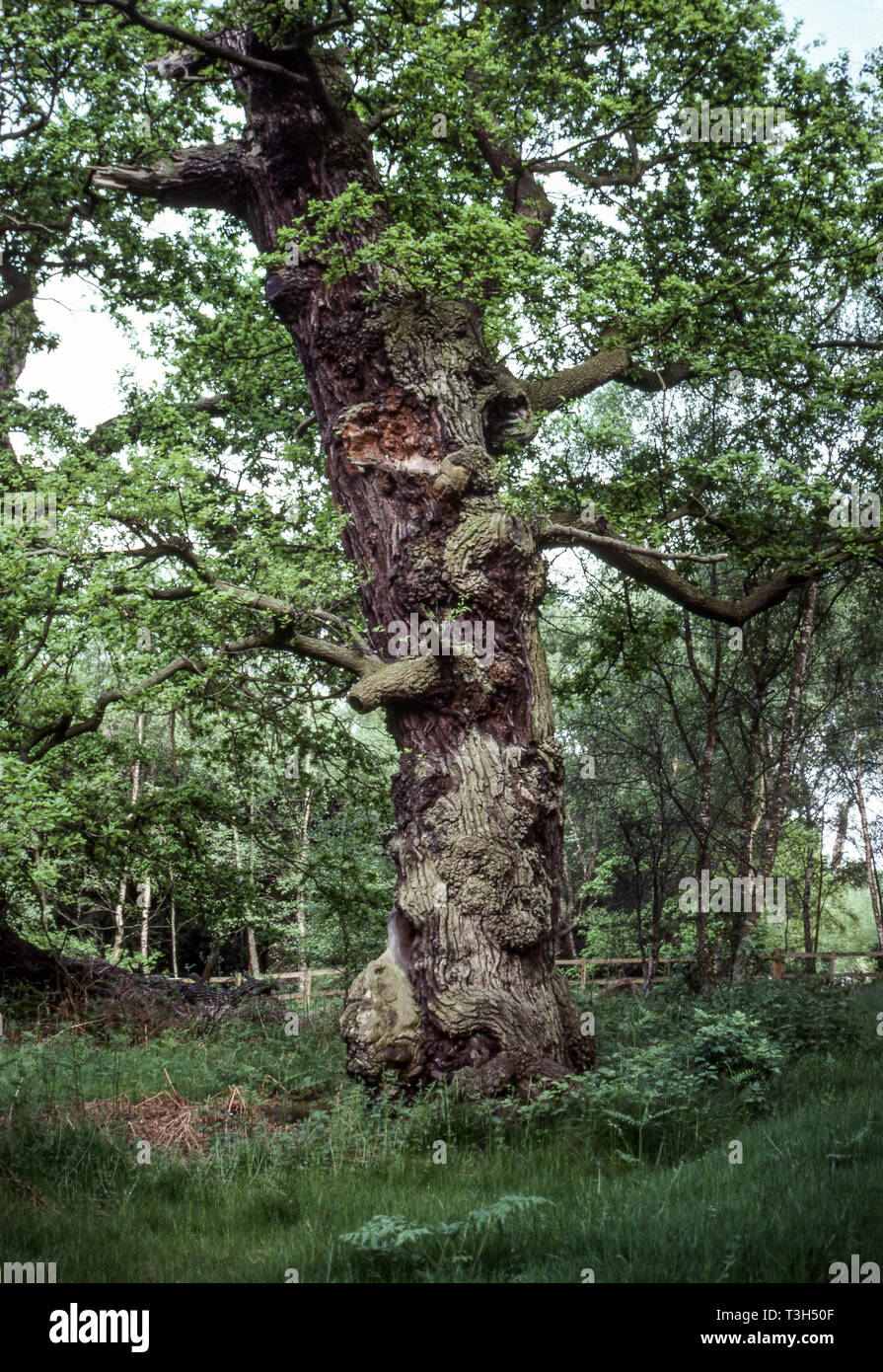 Anglais très vieux chêne (Quercus robur) dans la forêt de Sherwood. Liguria. Cet arbre n'est pas loin de la célèbre Major Oak tree près d'Edwinstowe.. Banque D'Images